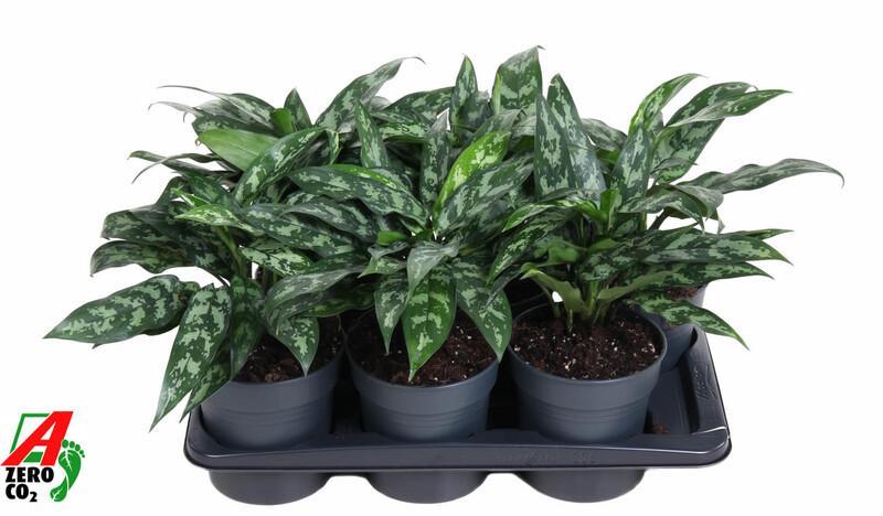Aglaonema Maria