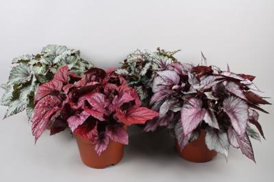Begonia Magic colours mix