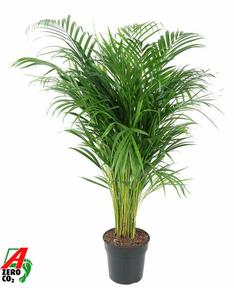 Chrysalidocarpus lutesc.