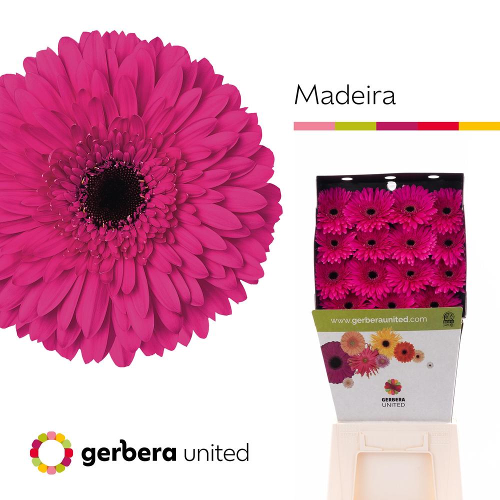 Gerbera diamond madeira