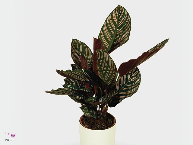 Calathea Sanderiana