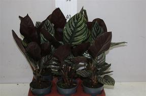 Calathea Sanderiana