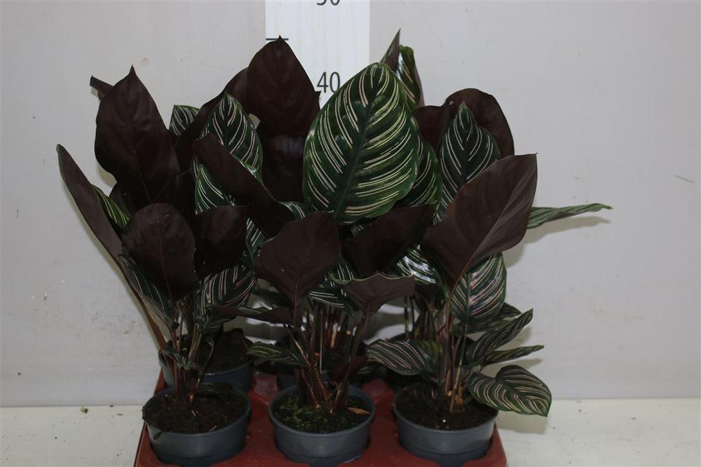 Calathea Sanderiana