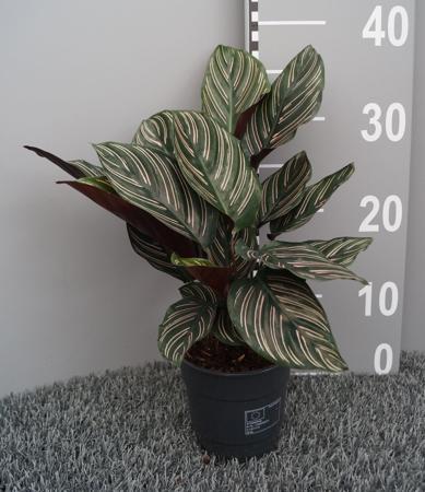 Calathea Sanderiana