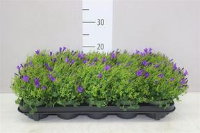 Campanula port. Get Mee