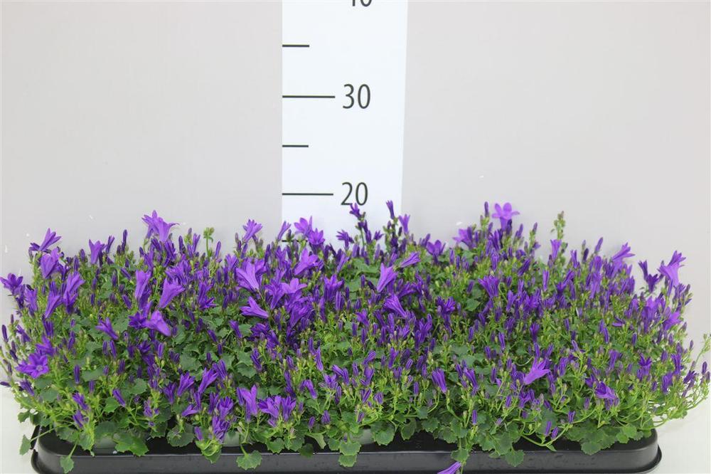 Campanula port. Get Mee