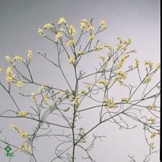 Limonium china white