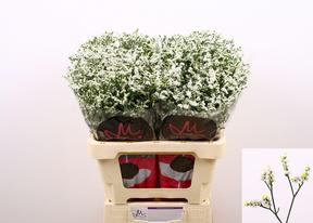 Limonium china white