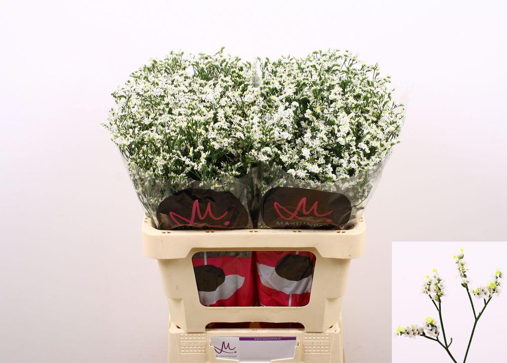 Limonium china white