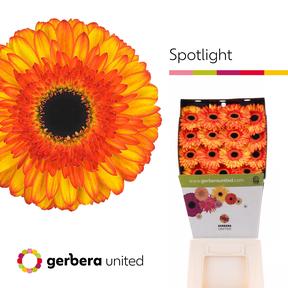 Gerbera diamond spotlight