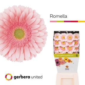 Gerbera diamond romella