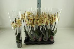 Phalaenopsis Aladdin 2tak 16+