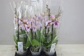 Phalaenopsis Aladdin 2tak 16+