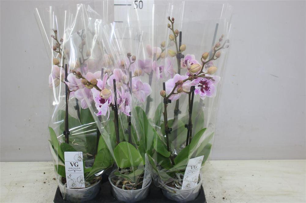 Phalaenopsis Aladdin 2tak 16+