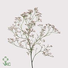 Limonium emille tall pink
