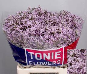 Limonium emille tall pink