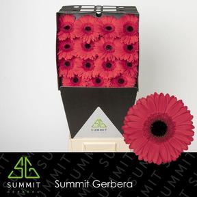 Gerbera diamond hamptons