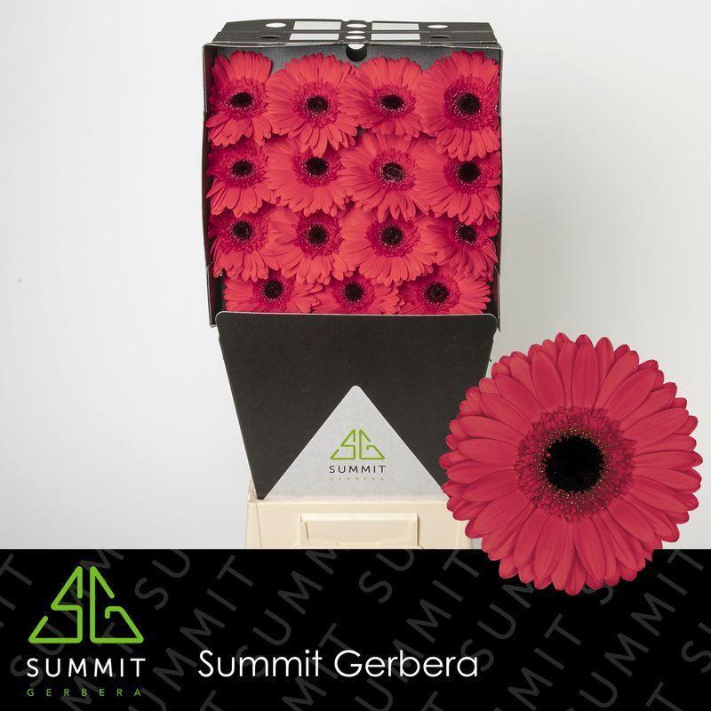 Gerbera diamond hamptons