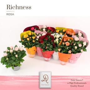 Rosa Amorosa mix
