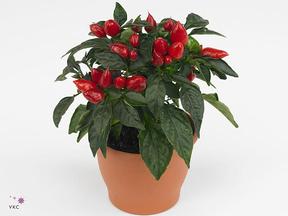 Capsicum Salsa red
