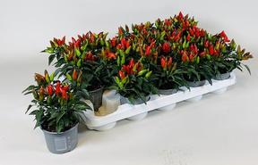 Capsicum Salsa red