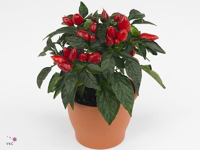 Capsicum Salsa red