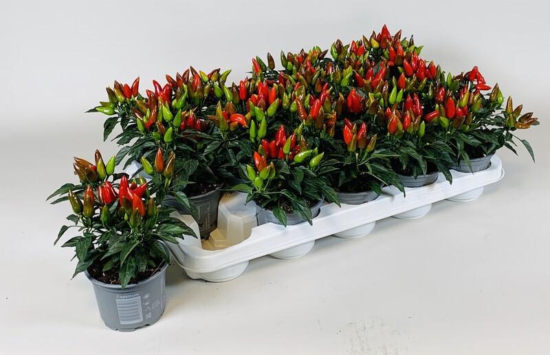 Capsicum Salsa red