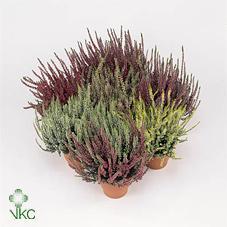 Calluna Garden Girls mix