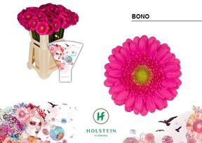 Germini plastic bono