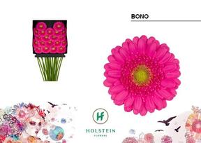 Germini plastic bono