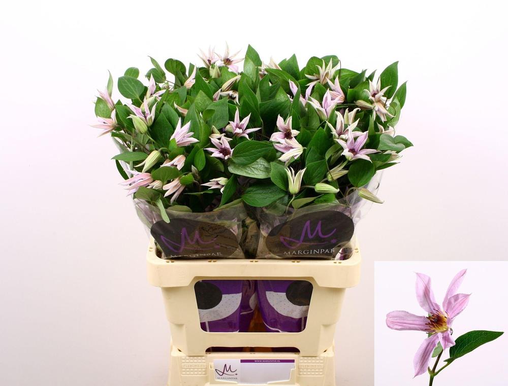 Clematis amazing miami