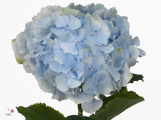 Hydrangea verena blauw