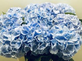Hydrangea verena blauw