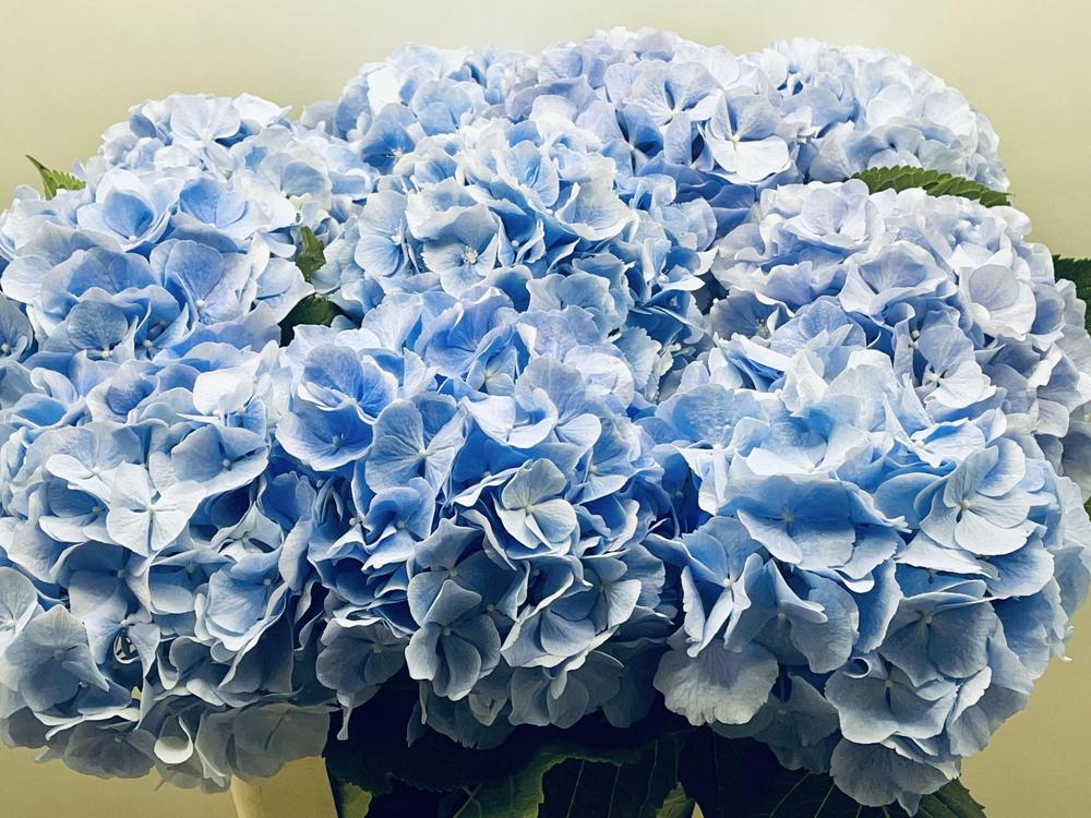 Hydrangea verena blauw