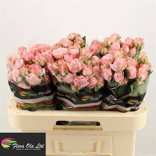 Rosa tr madam bombastic