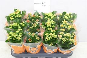 Kalanchoe mix van Luijk