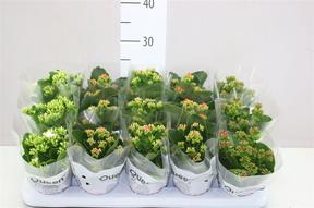 Kalanchoe mix van Luijk