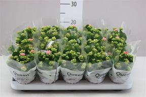 Kalanchoe mix van Luijk