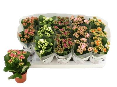 Kalanchoe mix van Luijk
