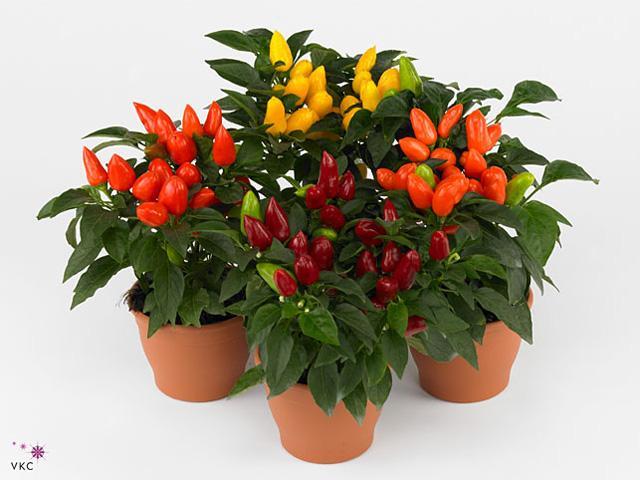 Capsicum mix CZ