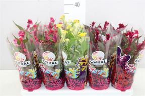 Celosia Hot Topic mix
