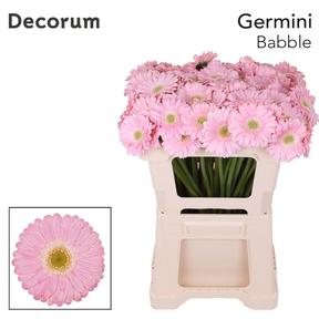 Germini plastic babble