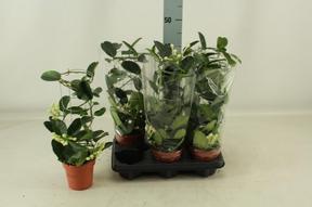 Stephanotis 10+