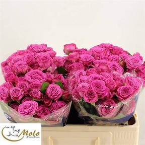 Rosa tr classic sensation