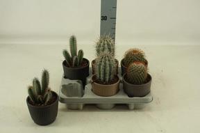 Cactus mix keramika