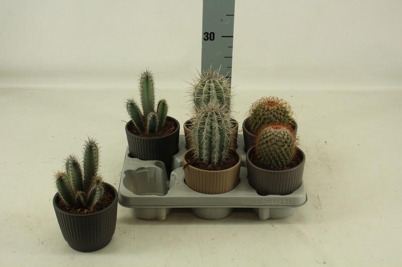 Cactus mix keramika