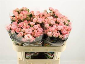Rosa tr madam bombastic