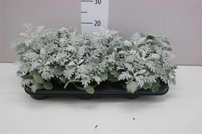 Senecio maritima