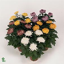Chrysanthemum Deco mix