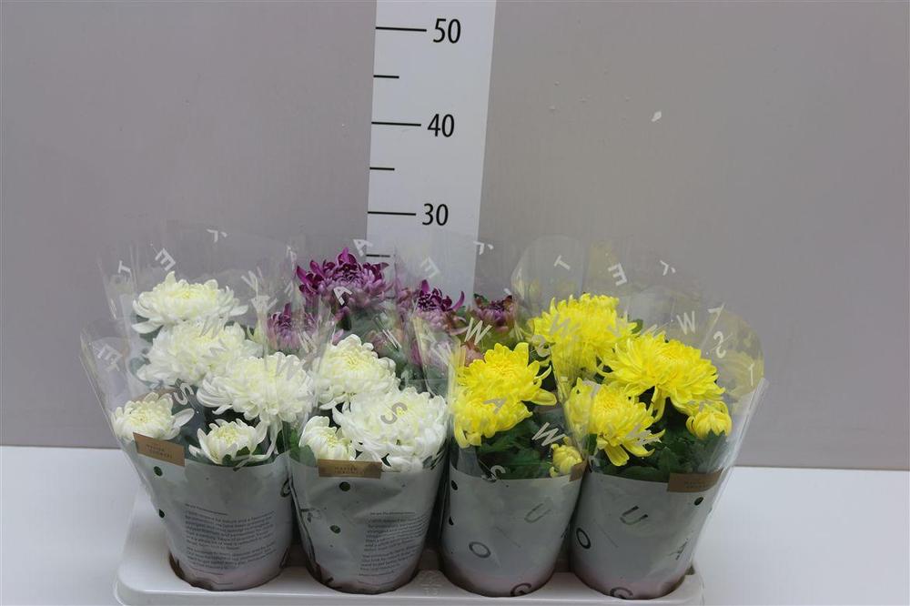 Chrysanthemum Deco mix